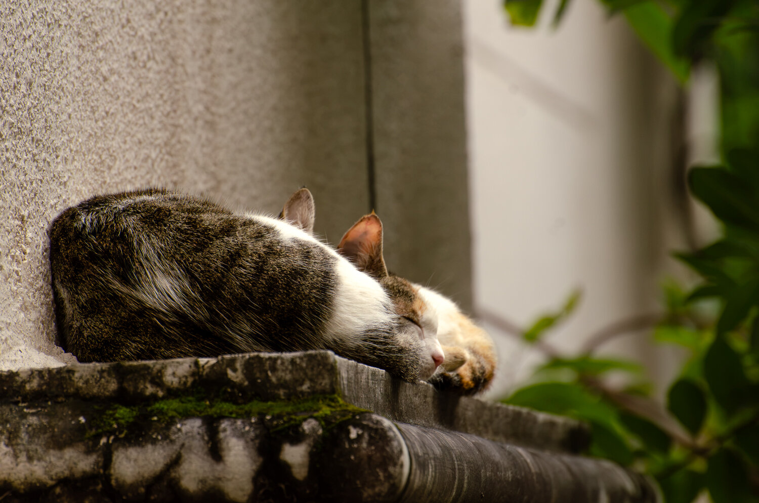 Photo #14229031