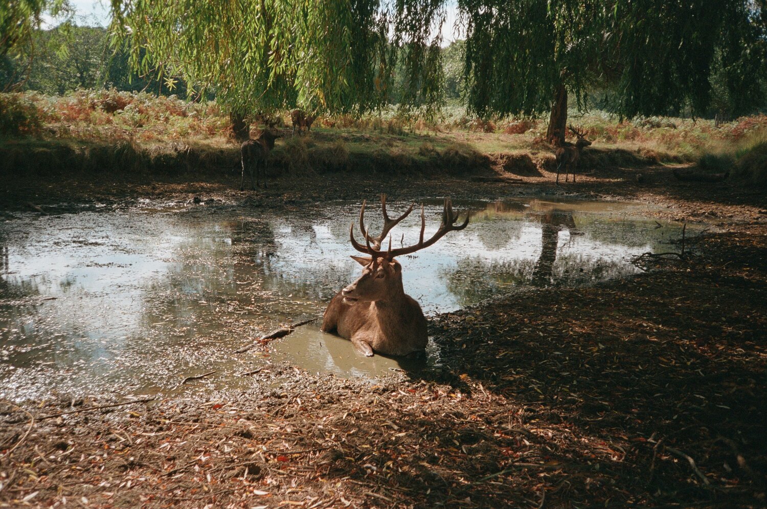 The Stag’s Wallow