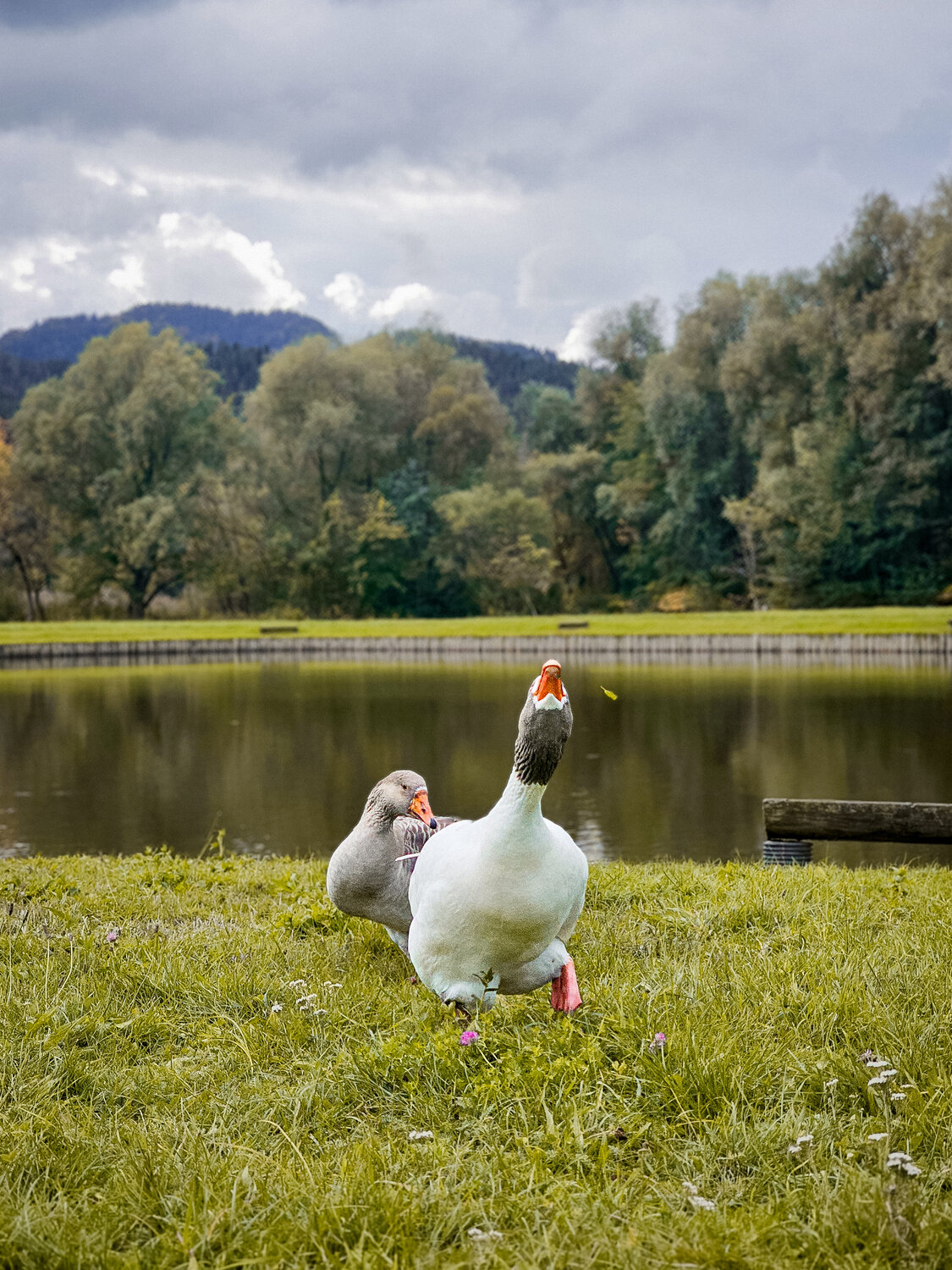 Goose attack