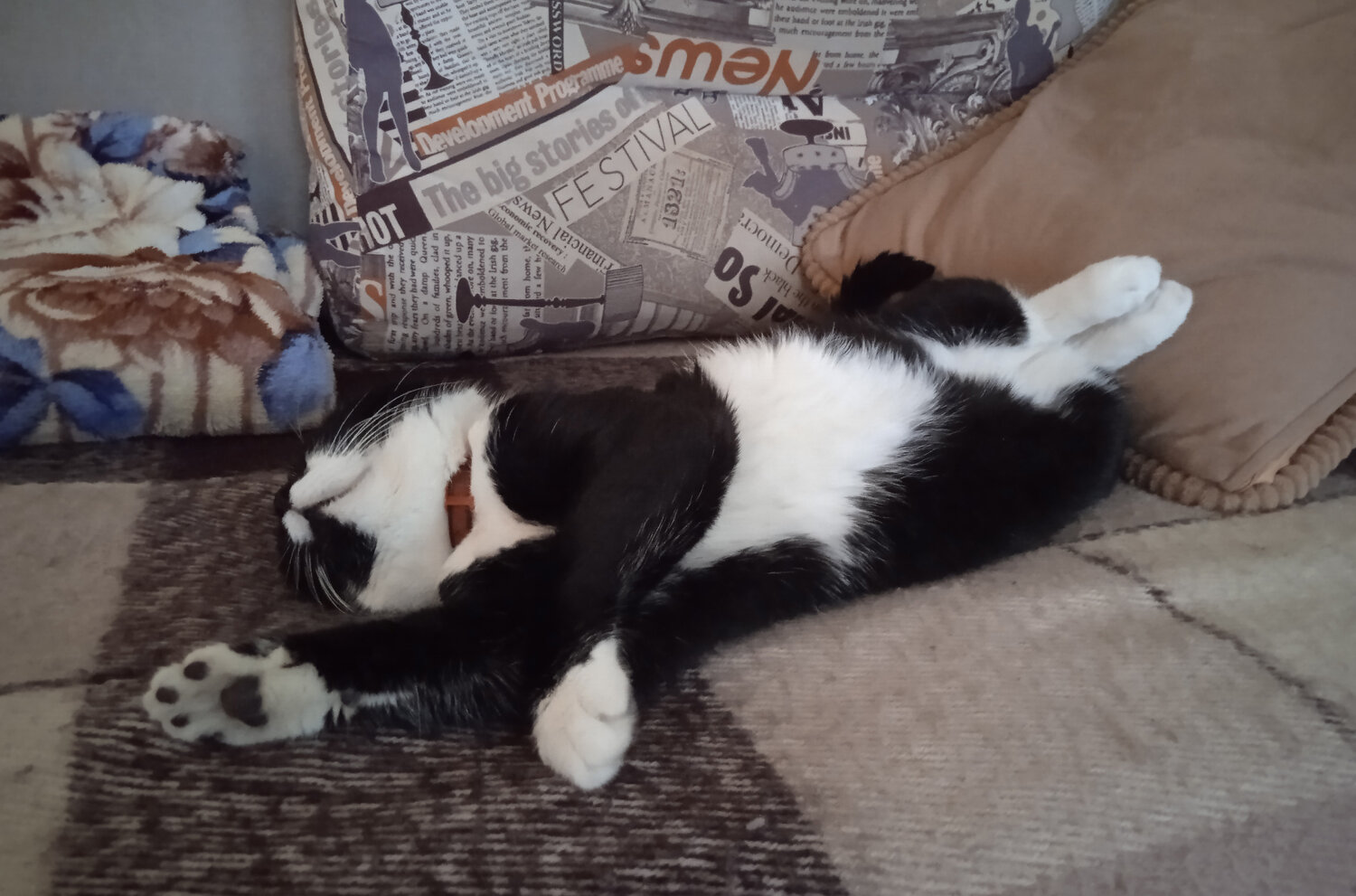 Photo #14230769