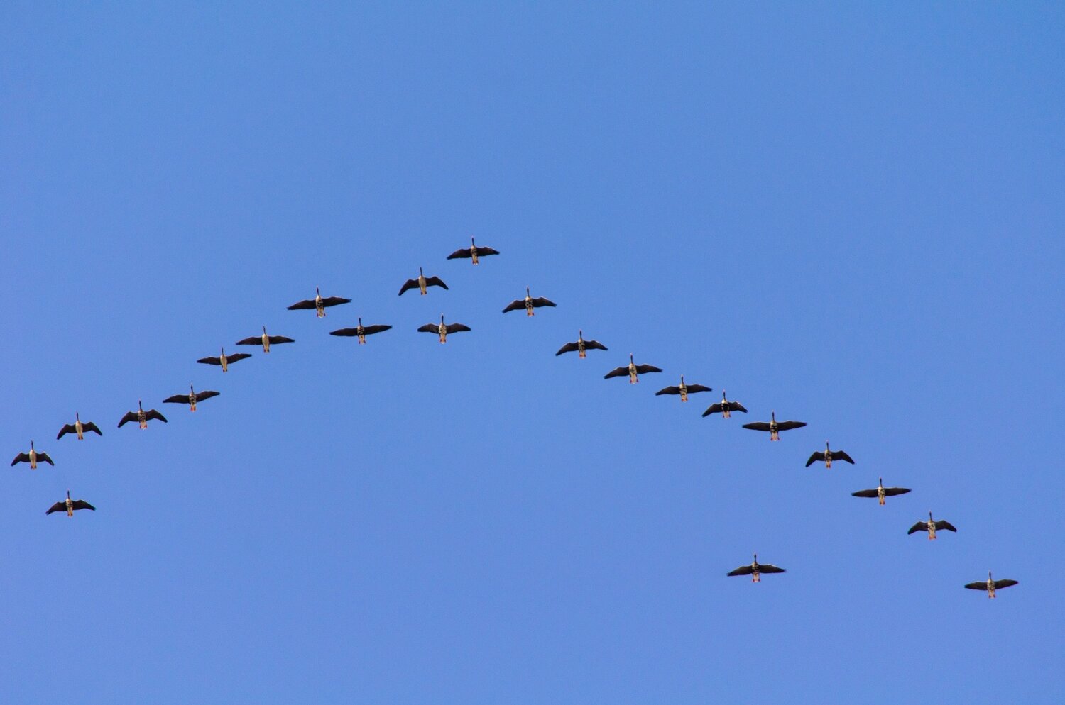 Photo #14231026