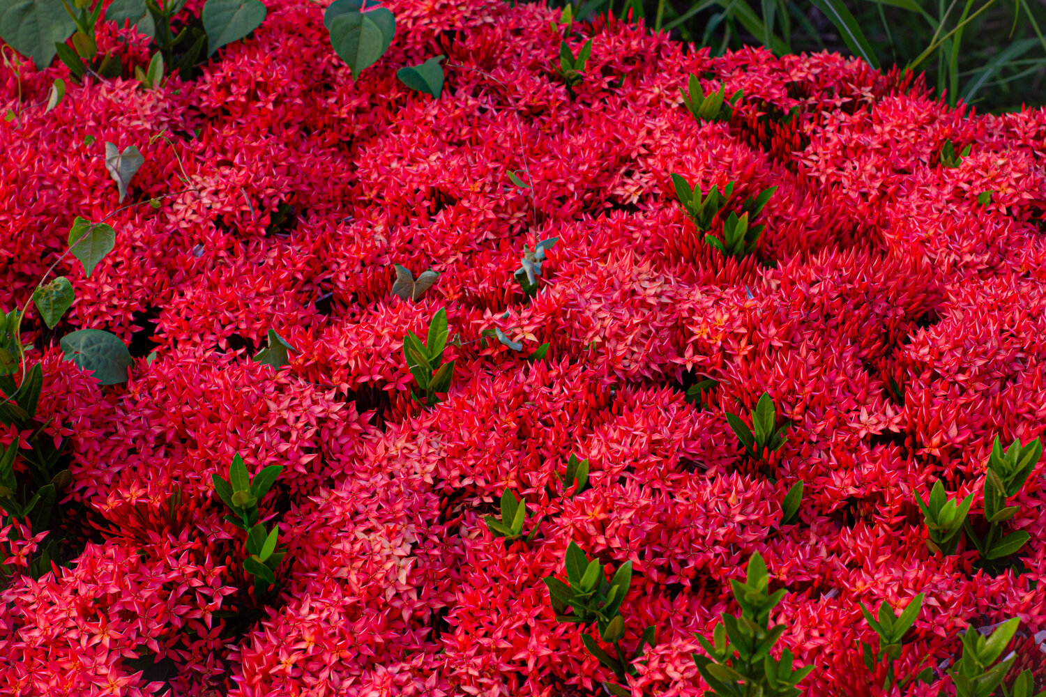 Vibrant Red Ixora Coccinea Blossoms in Full Bloom