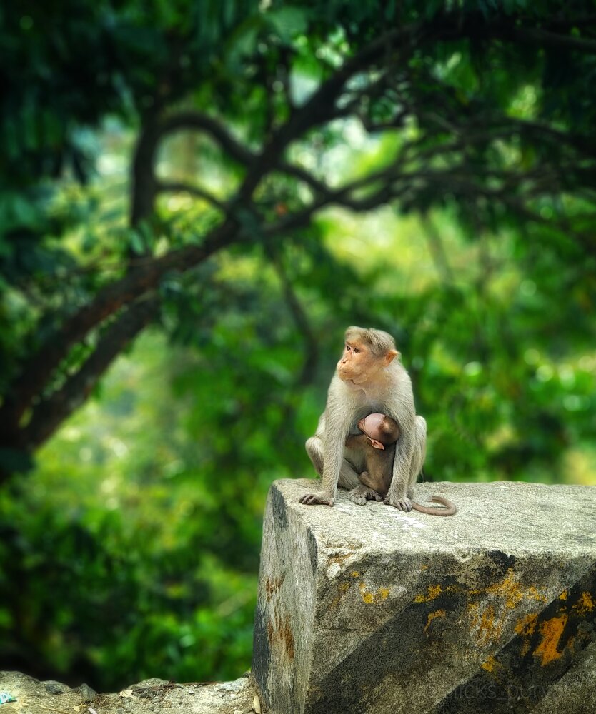 A Mother\'s Tender Bond