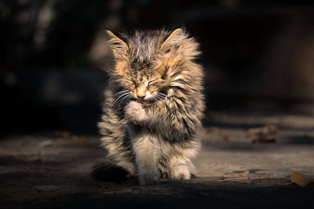 Street Cat