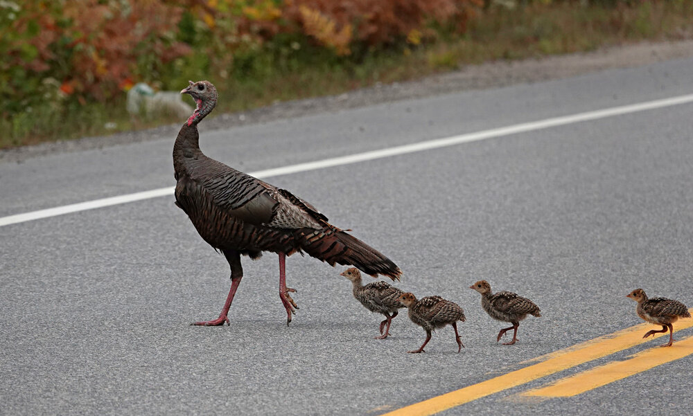 September Crossing