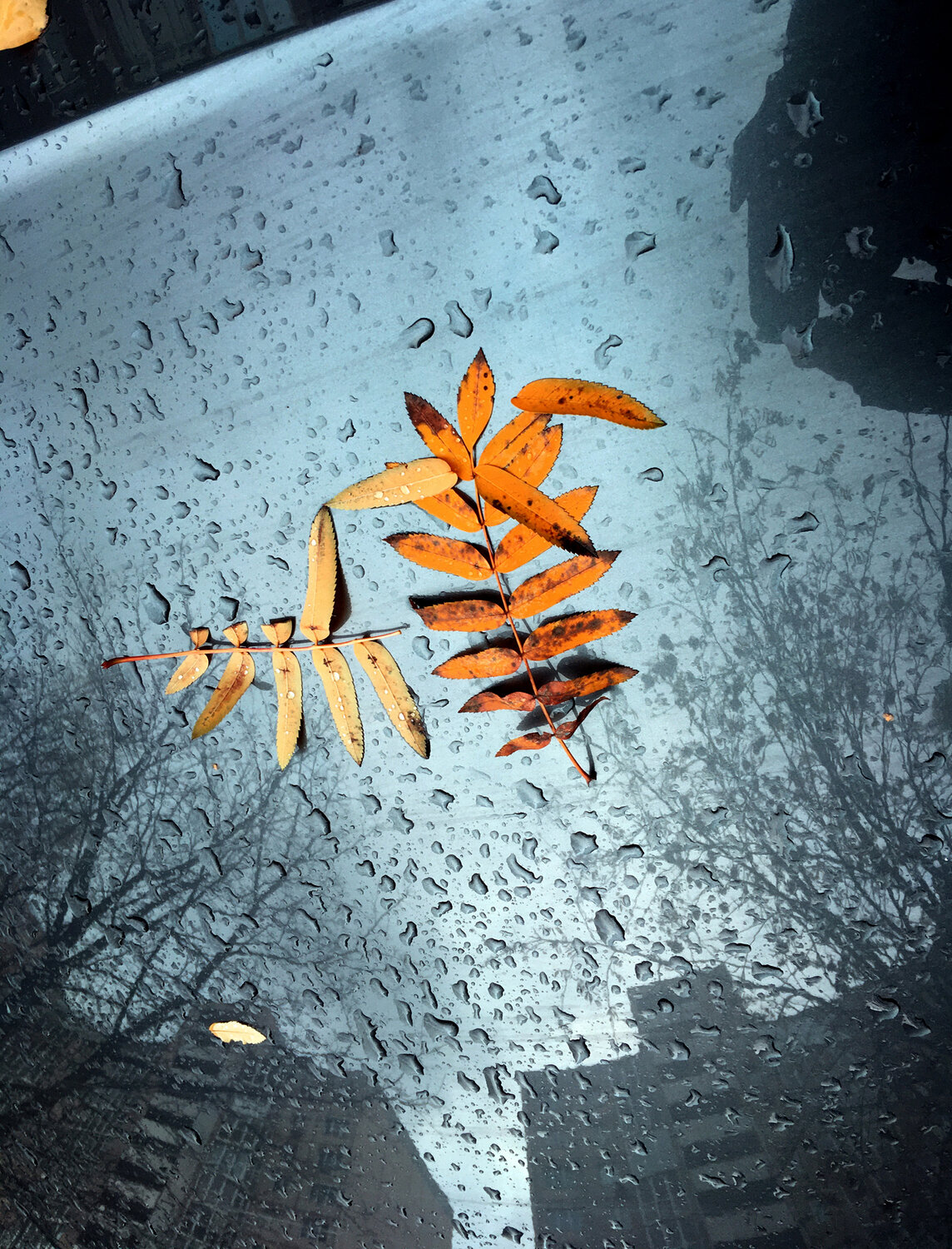 Photo #14232493