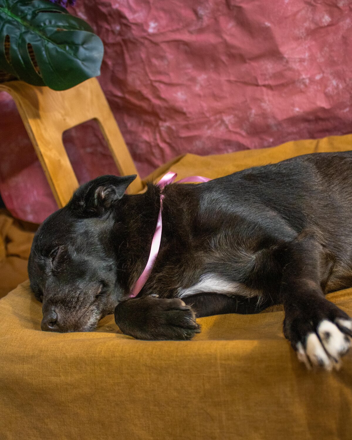 Sleeping Beauty