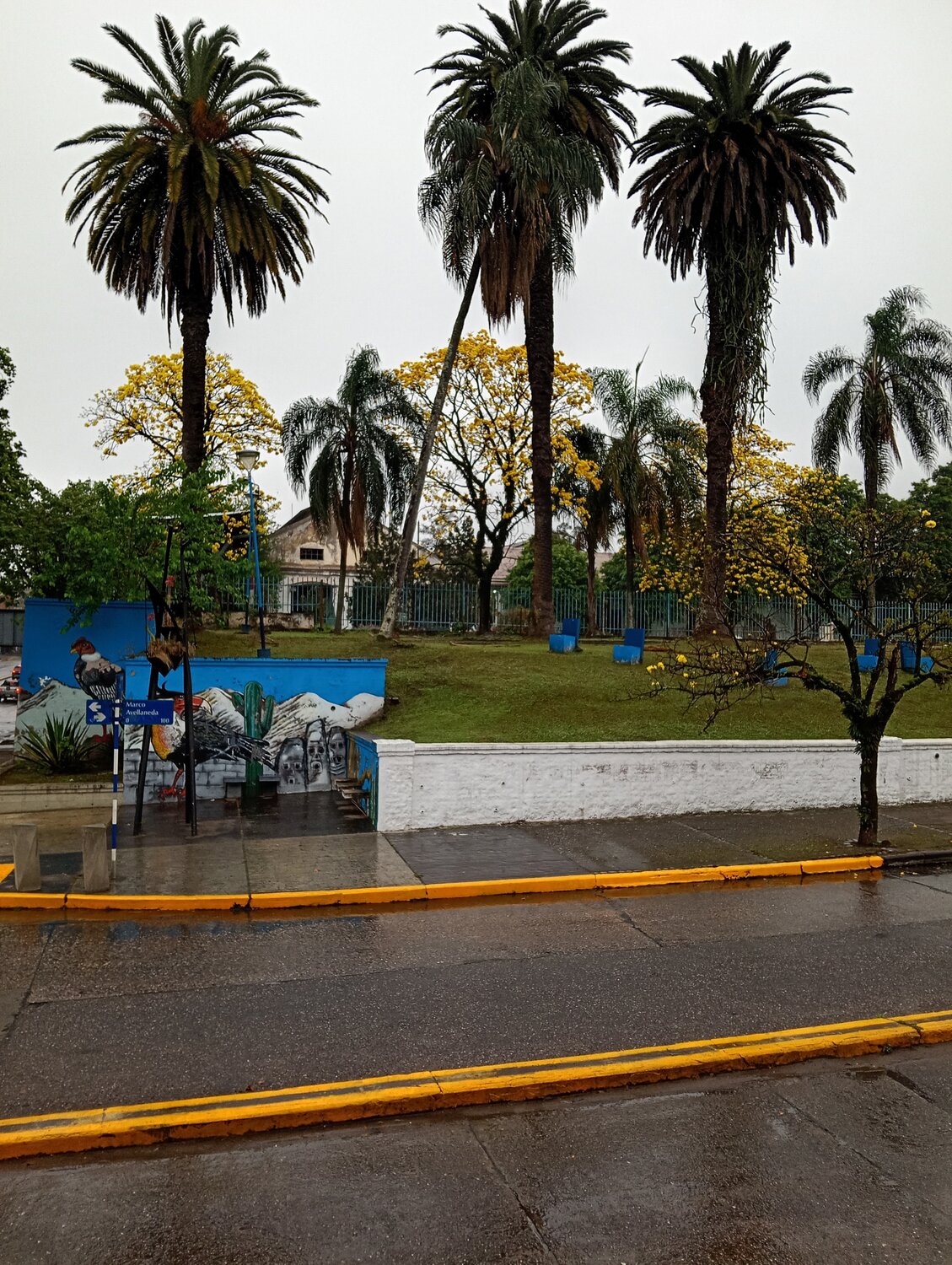 Lapachos amarillos