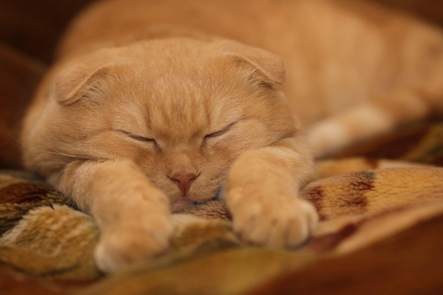 Photo #14233939