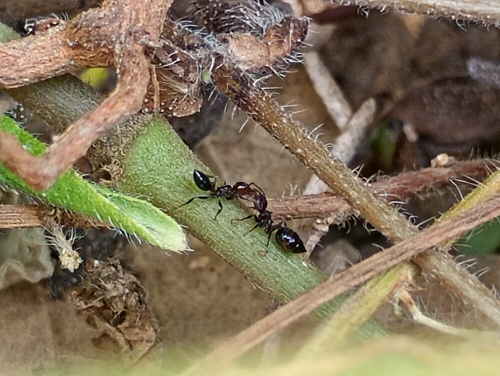 The Tiny World of Ants