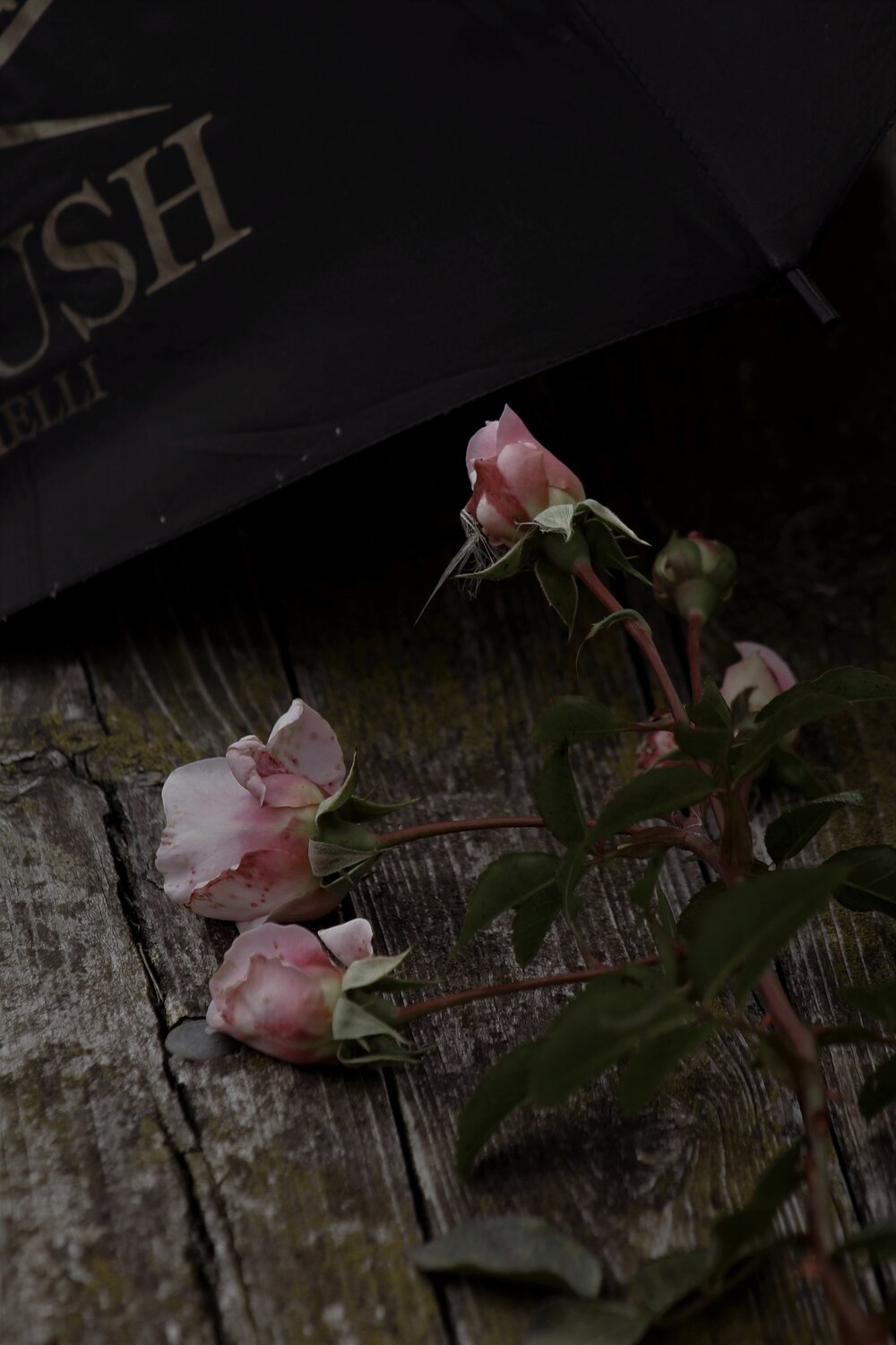 Photo #14234263