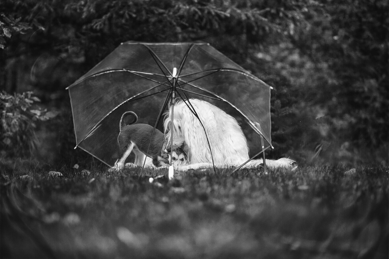 Photo #14234444
