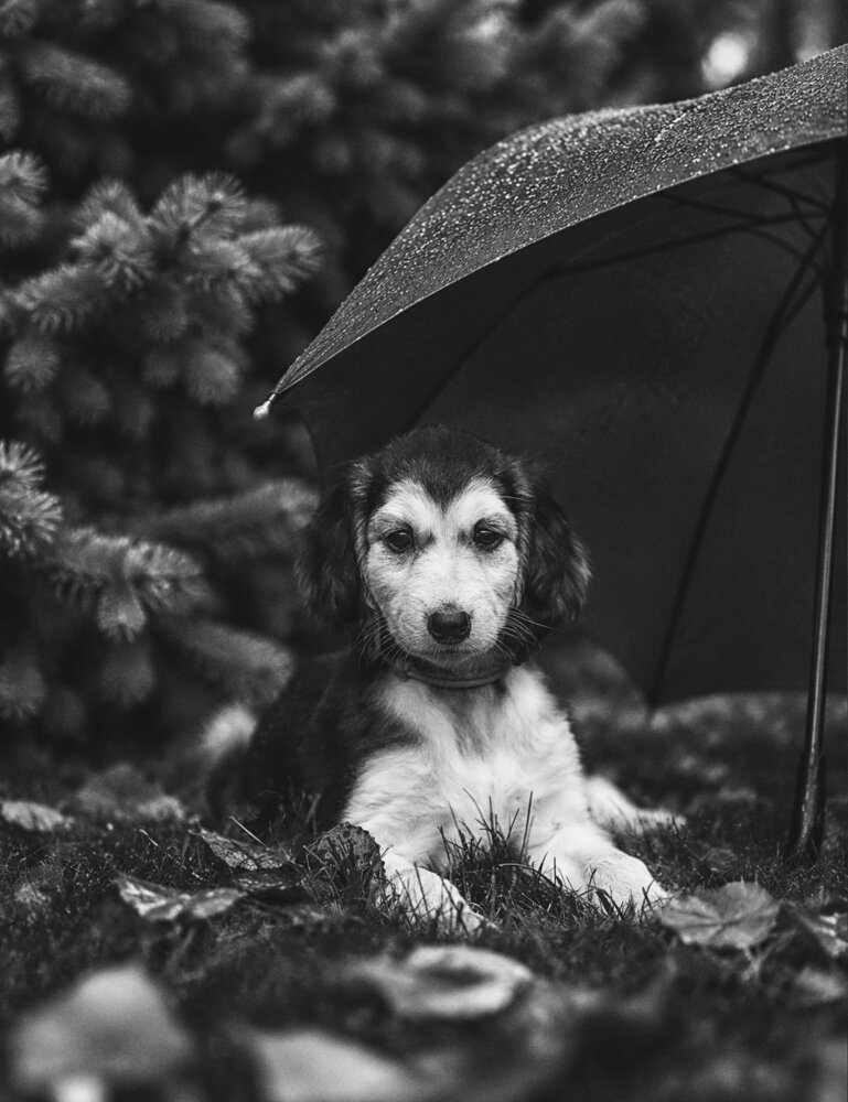 Photograph by Ольга Софронова