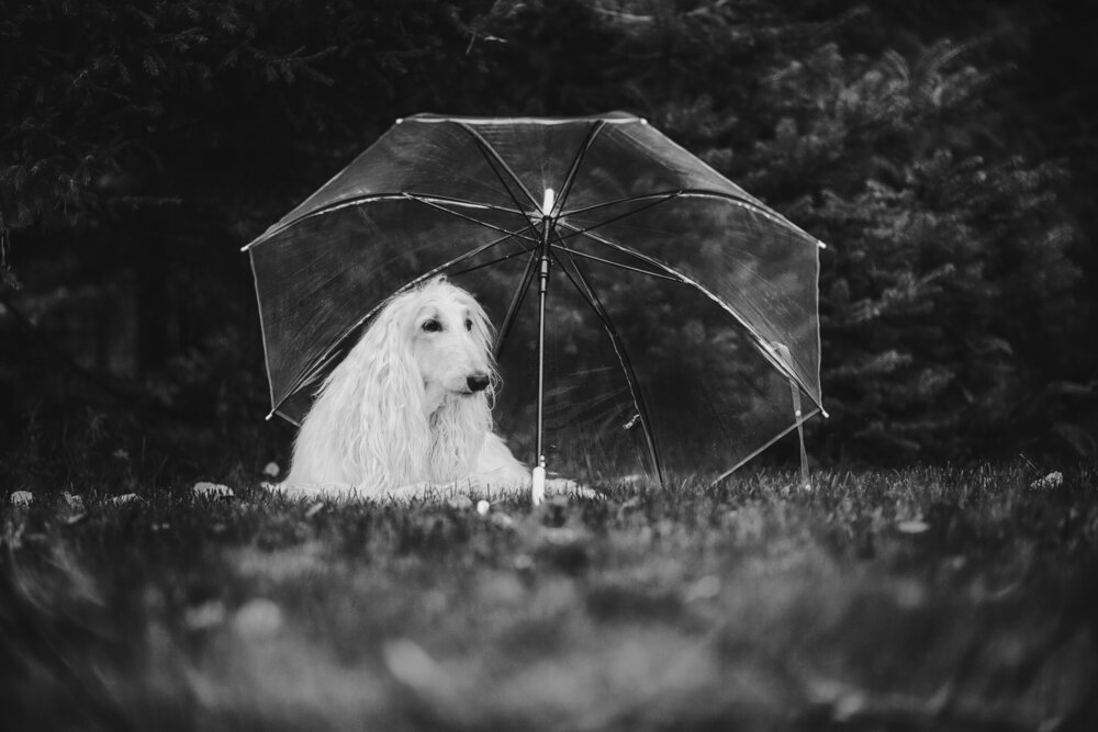 Photograph by Ольга Софронова