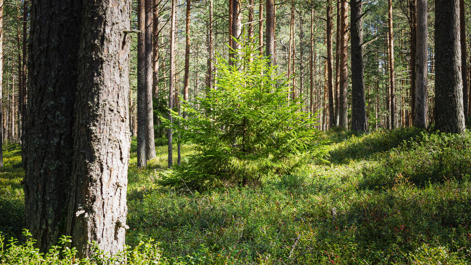 A lush young spruce in a pine forest