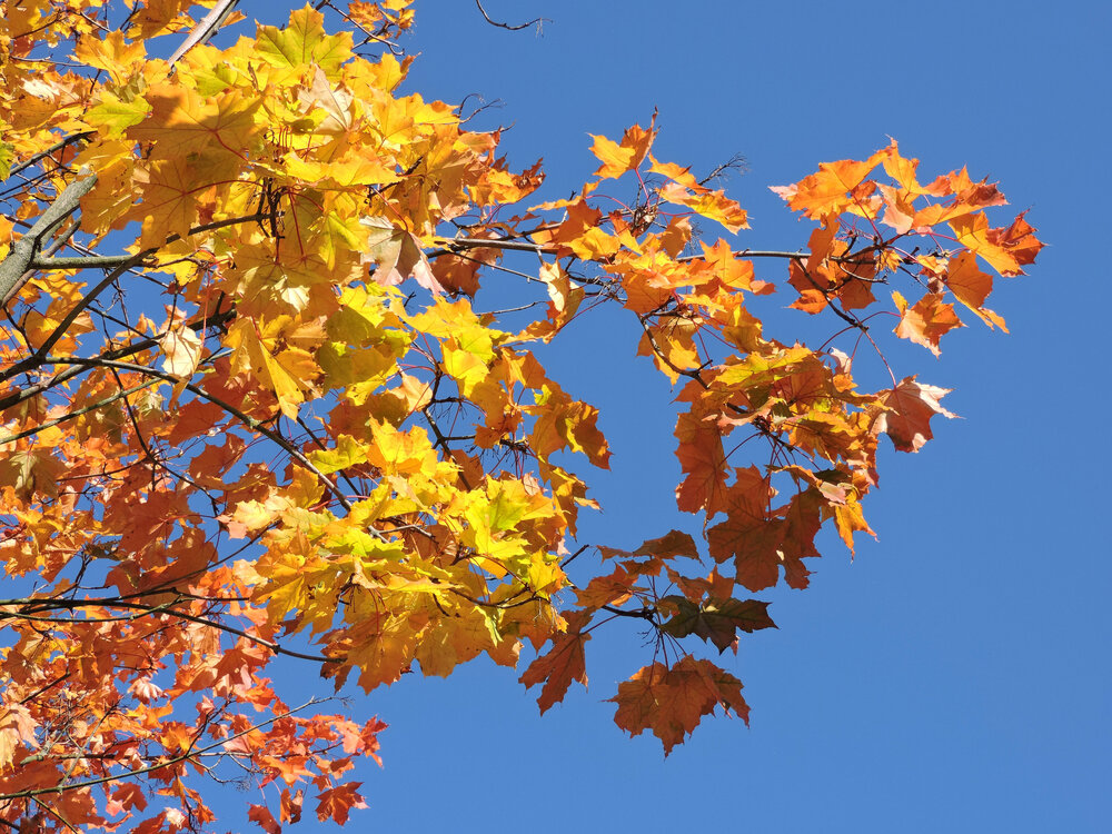 Желтые оттенки осени / Yellow hues of autumn