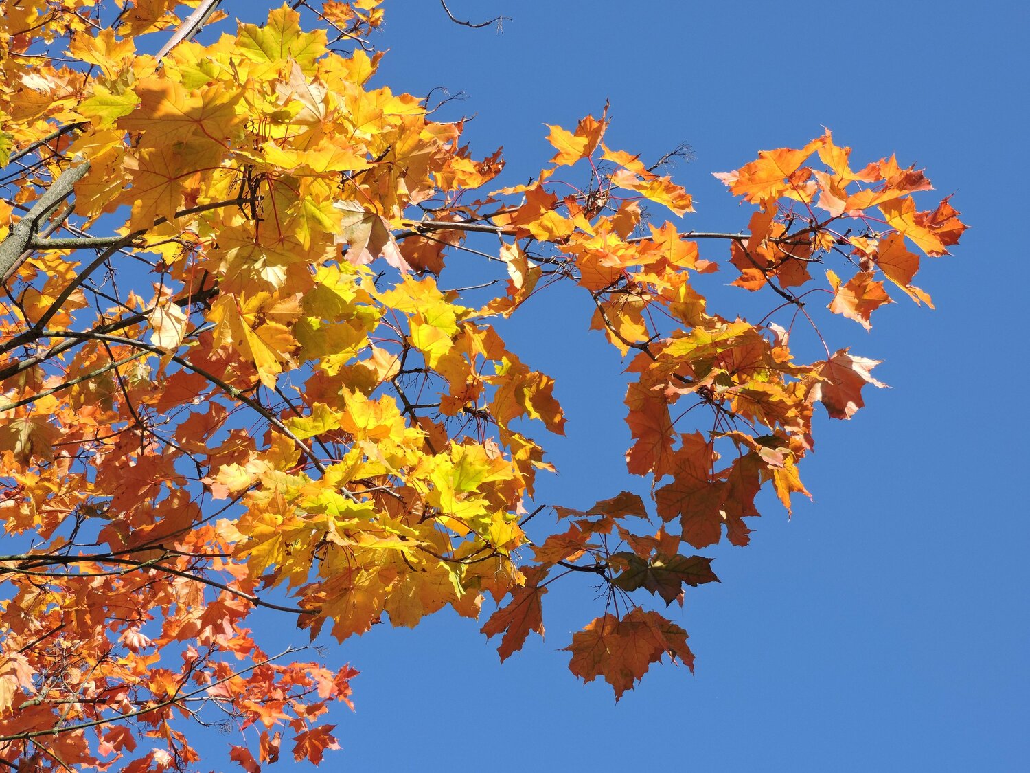 Желтые оттенки осени / Yellow hues of autumn