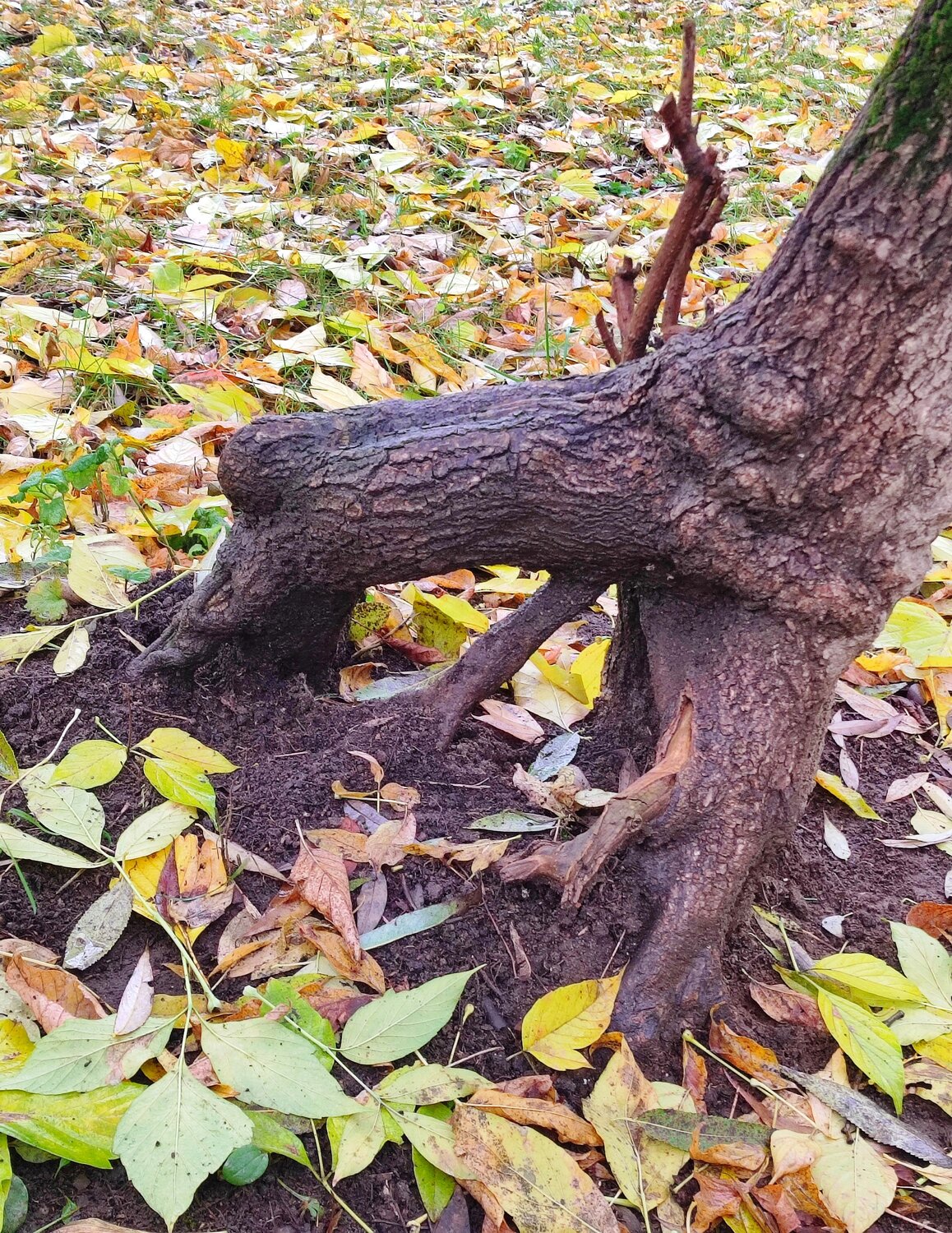 Корни