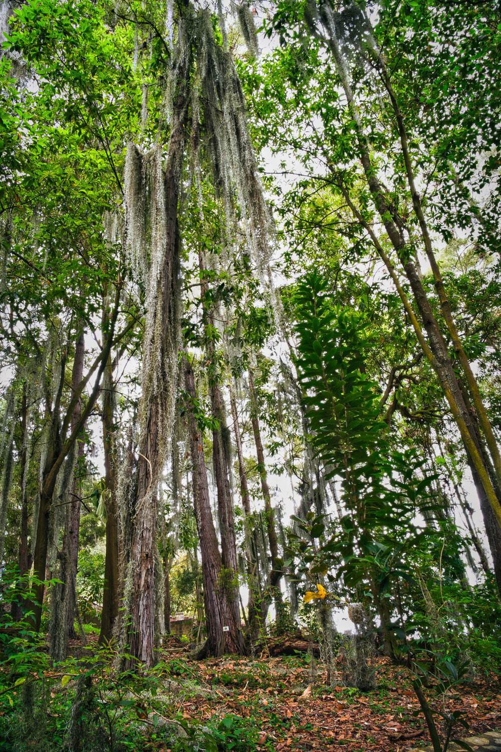Mystic Veil of the Andean Forest