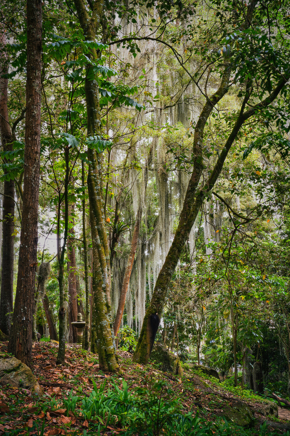 Mystic Veil of the Andean Forest