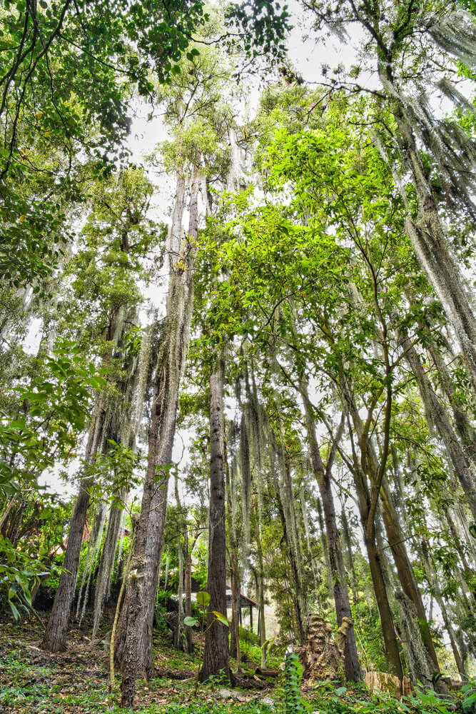 Mystic Veil of the Andean Forest