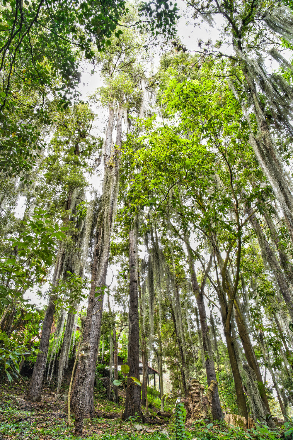 Mystic Veil of the Andean Forest