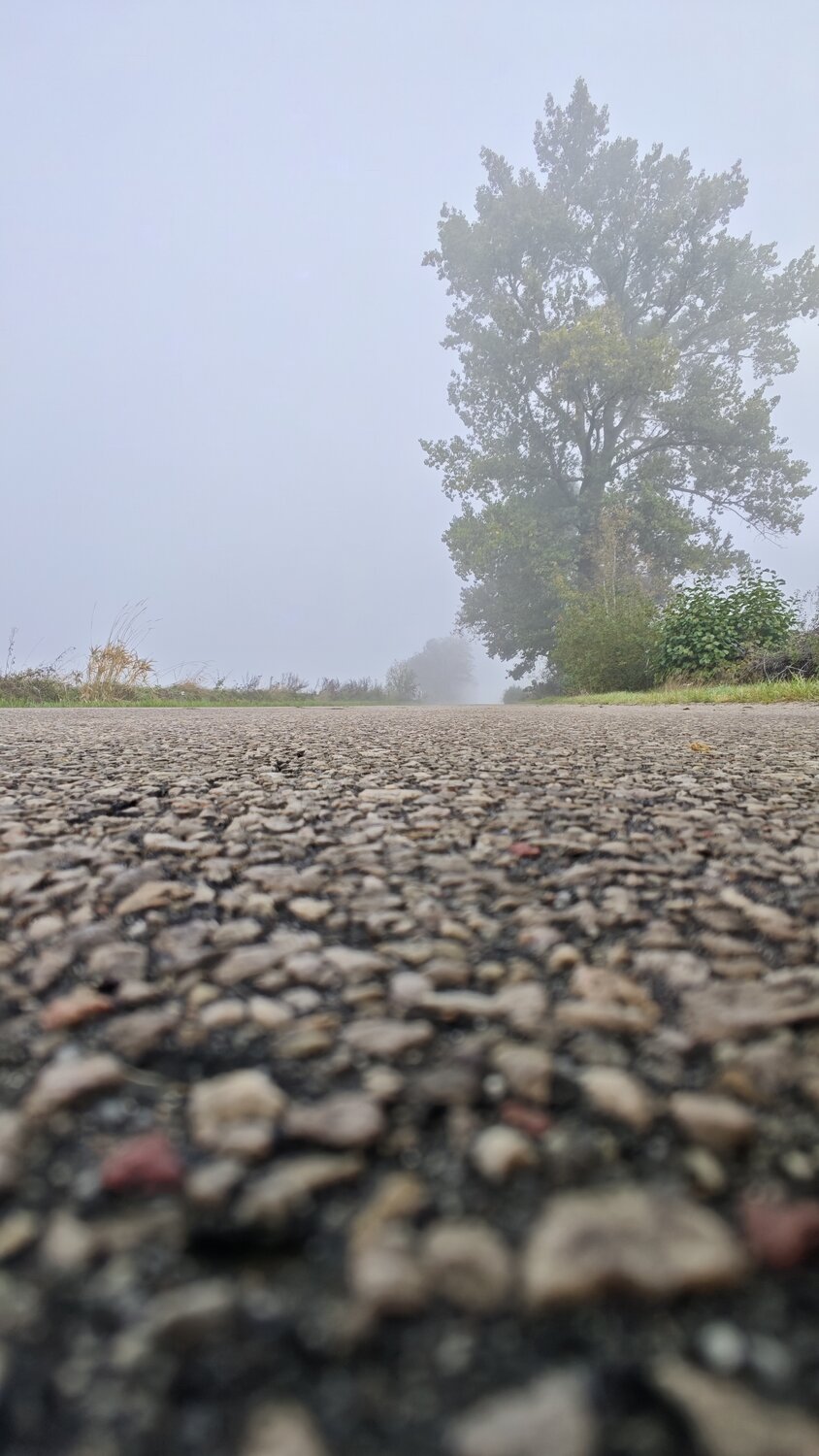Whispers of the Autumn Fog