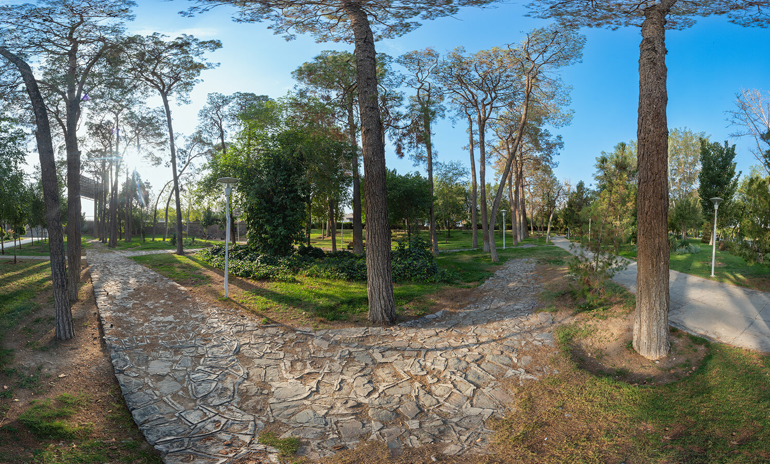 Paths Beneath the Old Trees