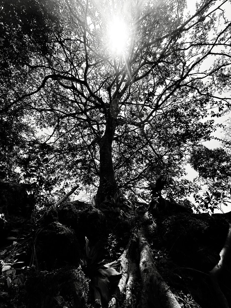 Rooted Radiance