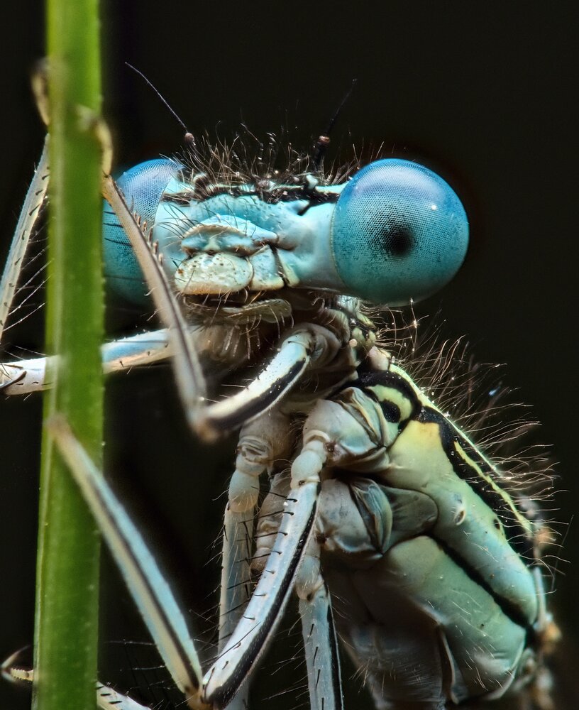 Eyes of the Dragon