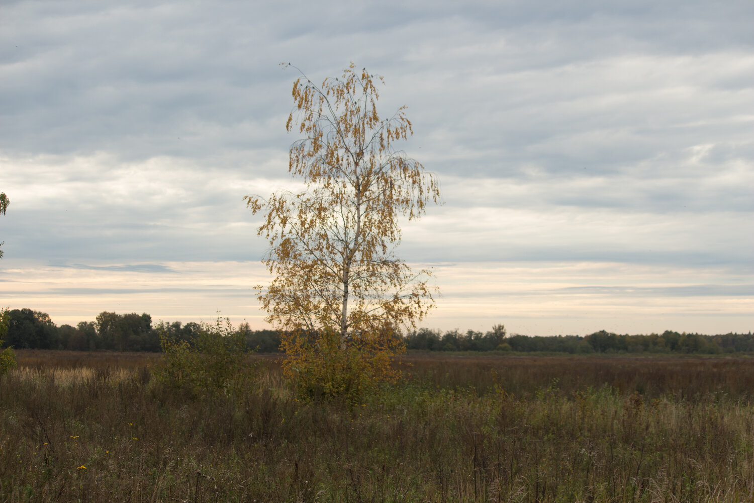 Photo #14242089