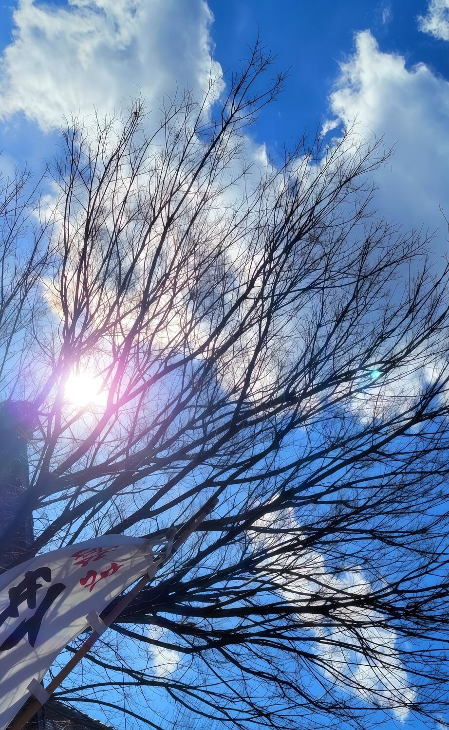 A Prayer Written in Branches