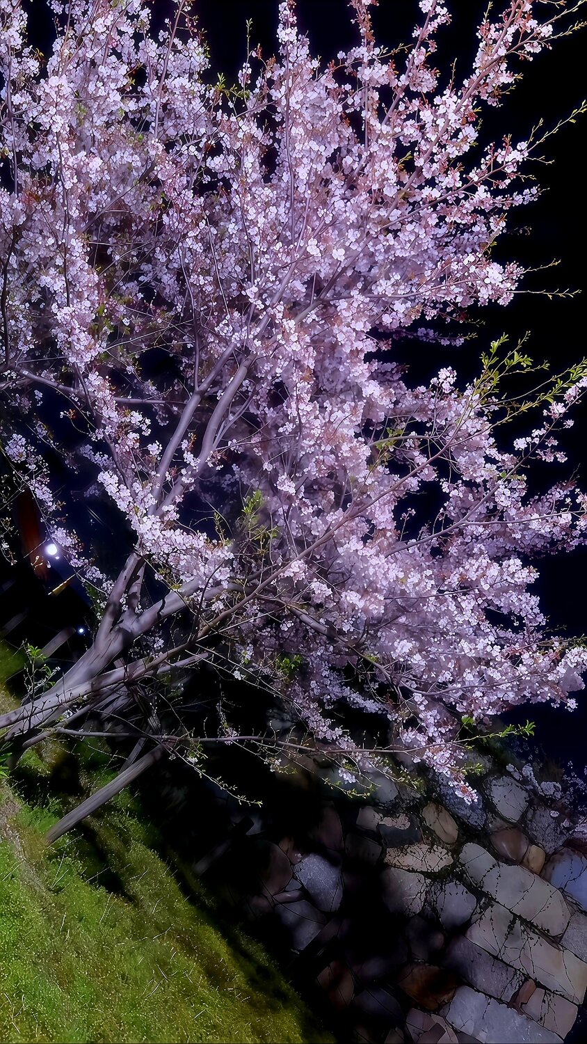 Sakura Stardust