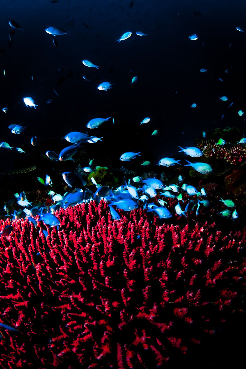 Photo #14243449
