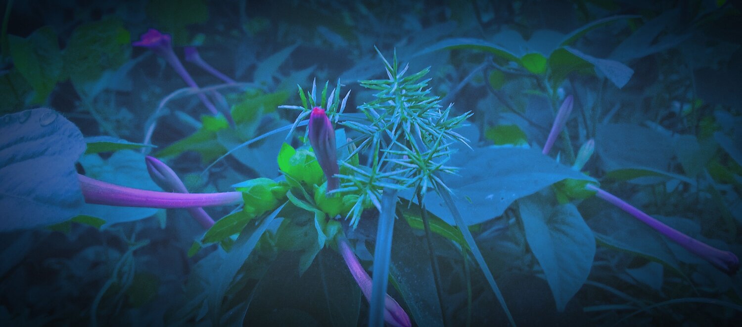Midnight Blossom