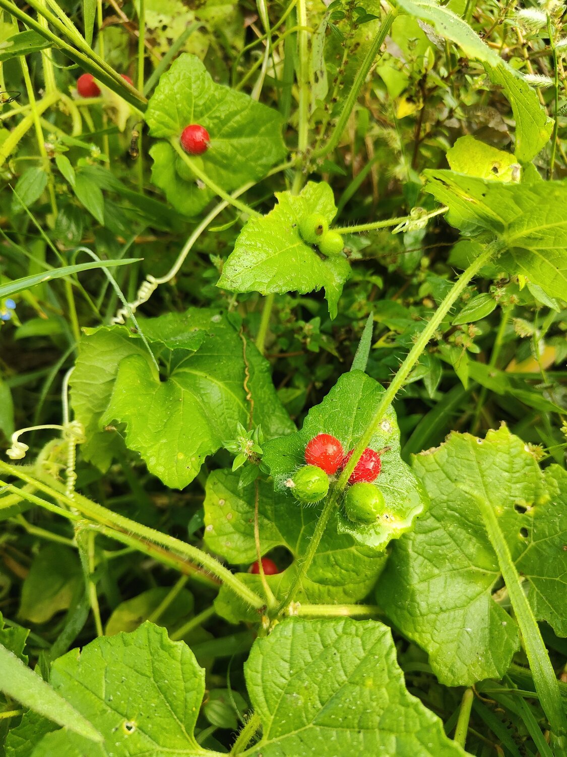 The Red Jewel of Nature