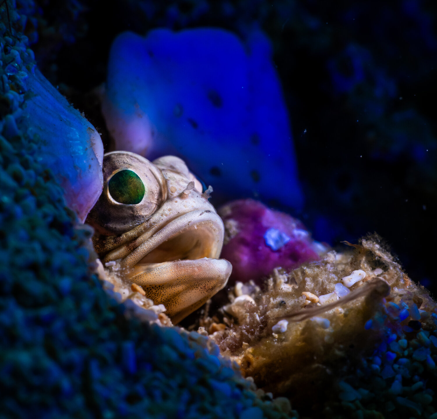BLUE Jawfish