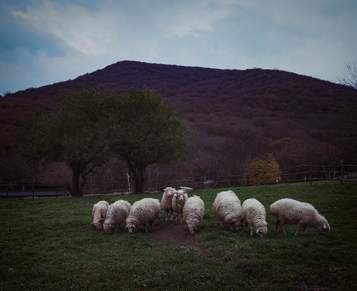 Sheepsu.