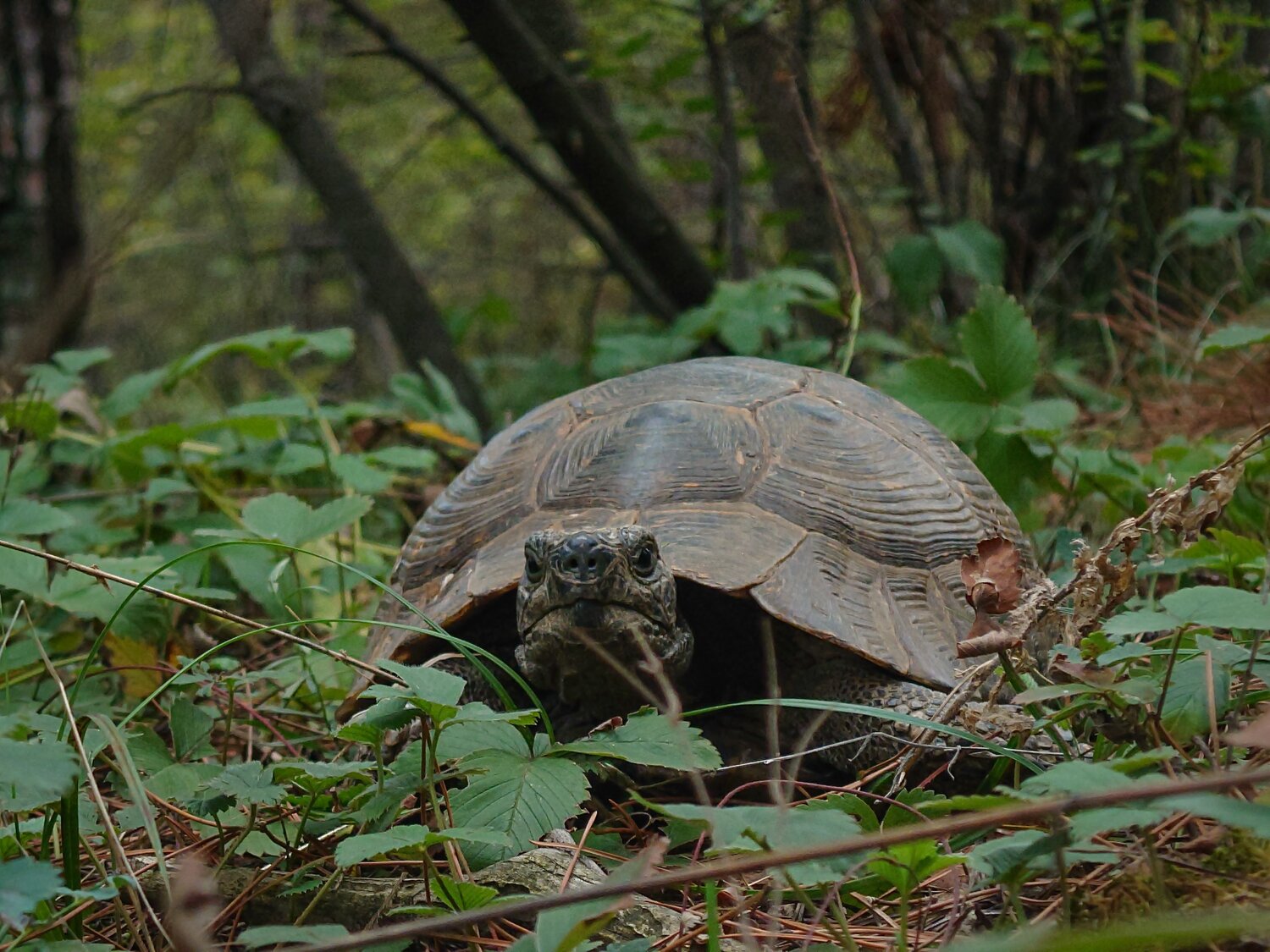 Turtle.