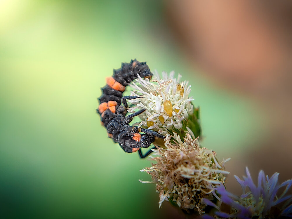 Ladybug larva