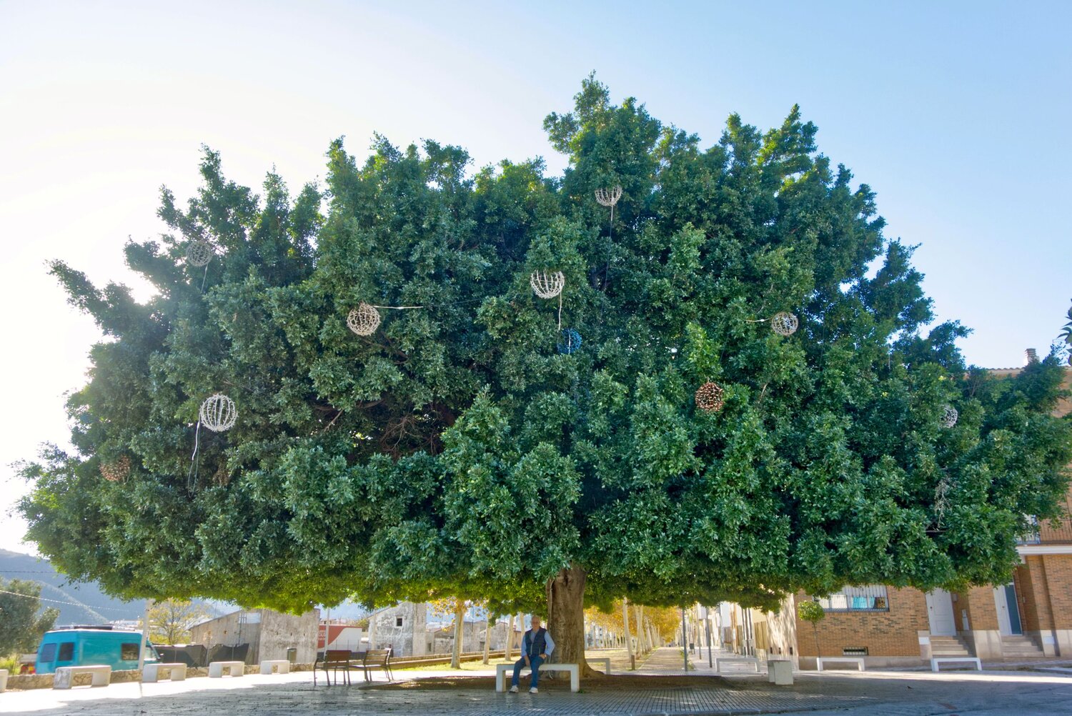 The Tree