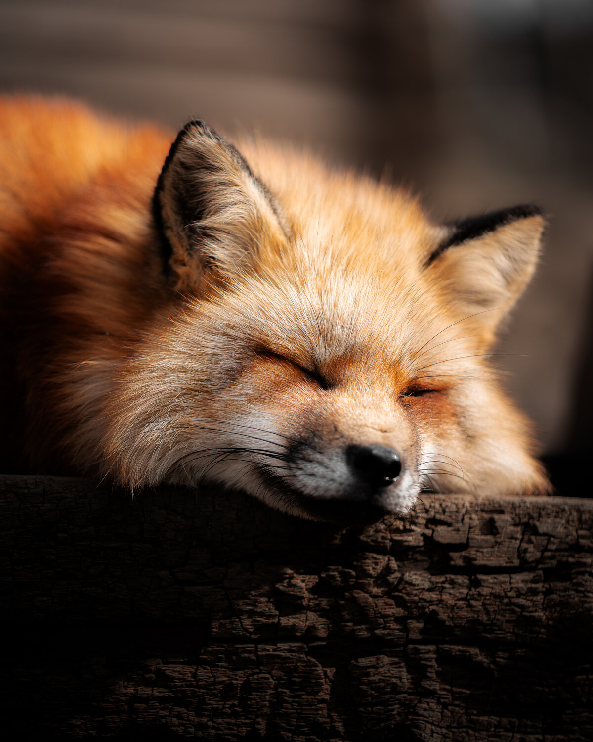 Photo #14247043