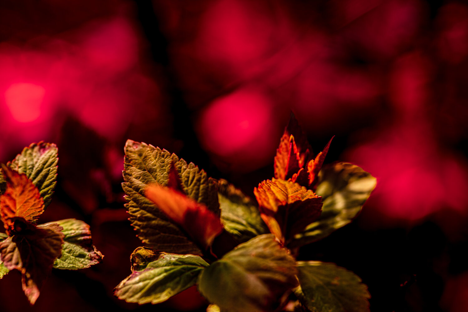 Photo #14247248