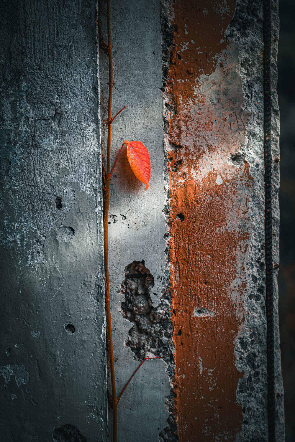 Красный аккорд осени/The Red Chord of Autumn