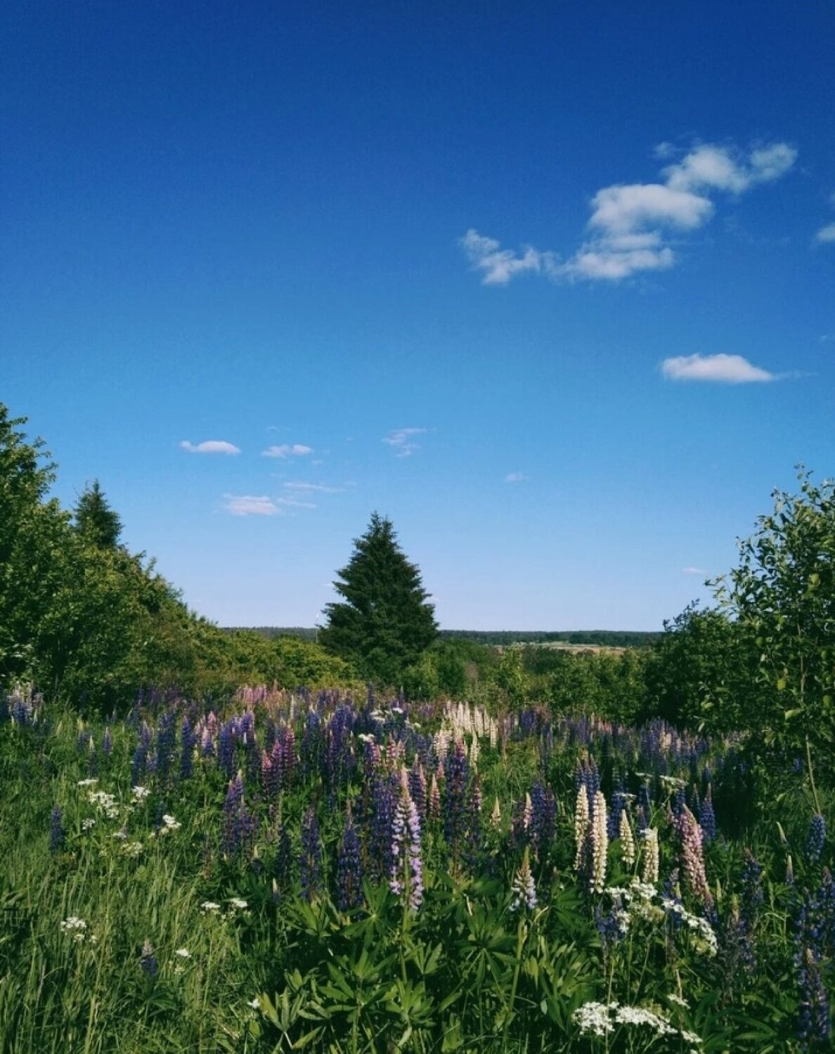 Photo #14249619