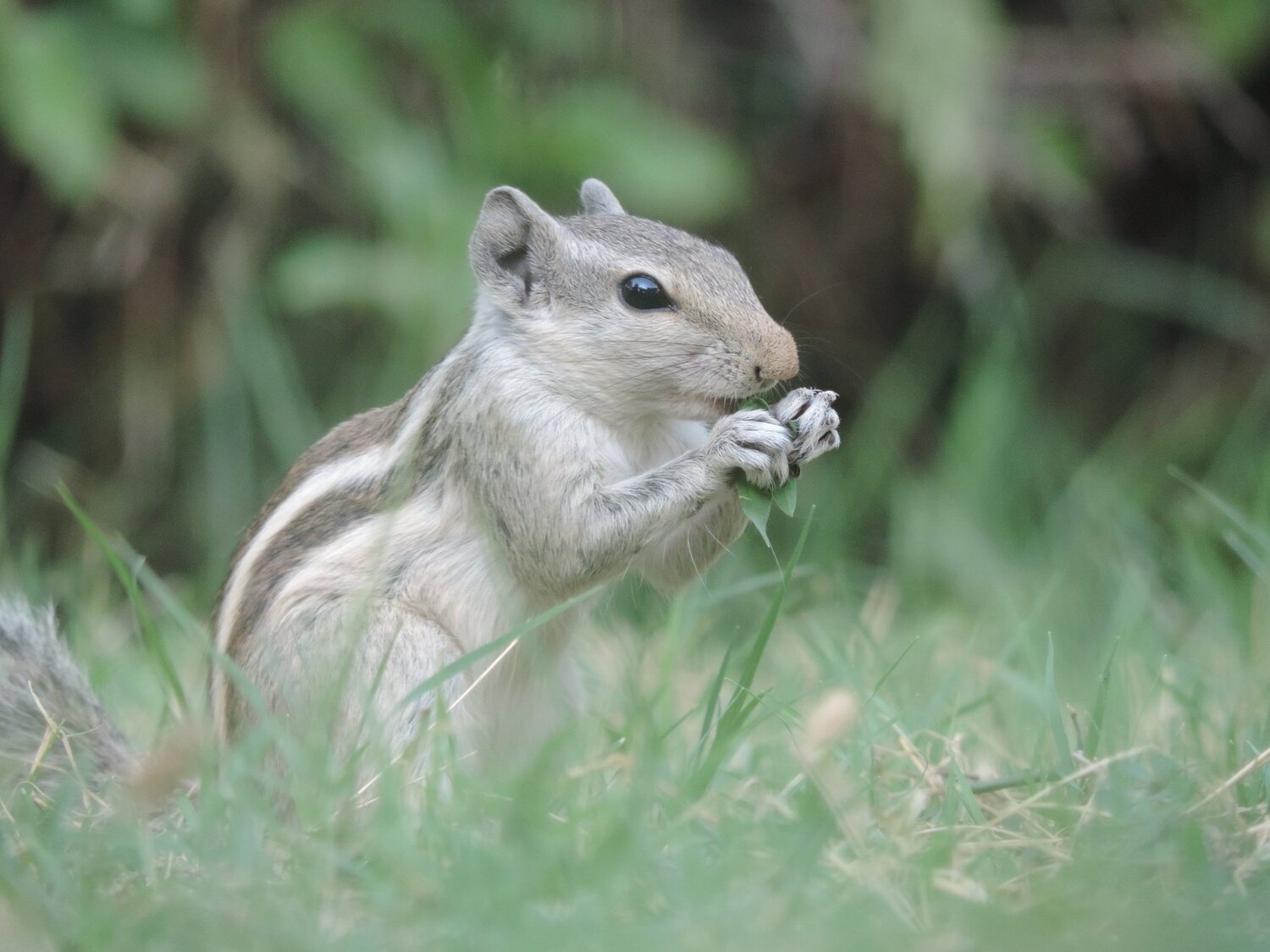 Squireel With Greenery