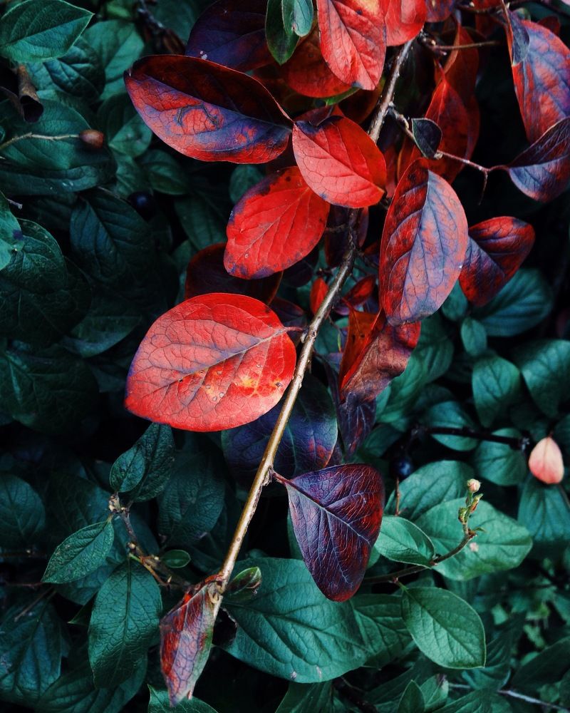 Краски осени