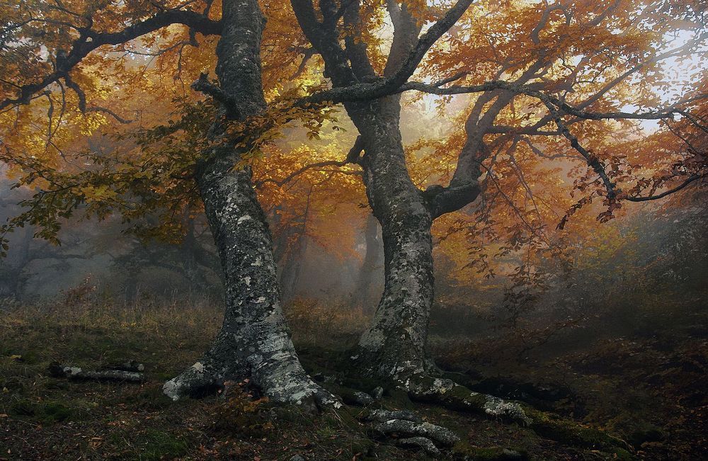 Сказочный персонаж  крымского леса