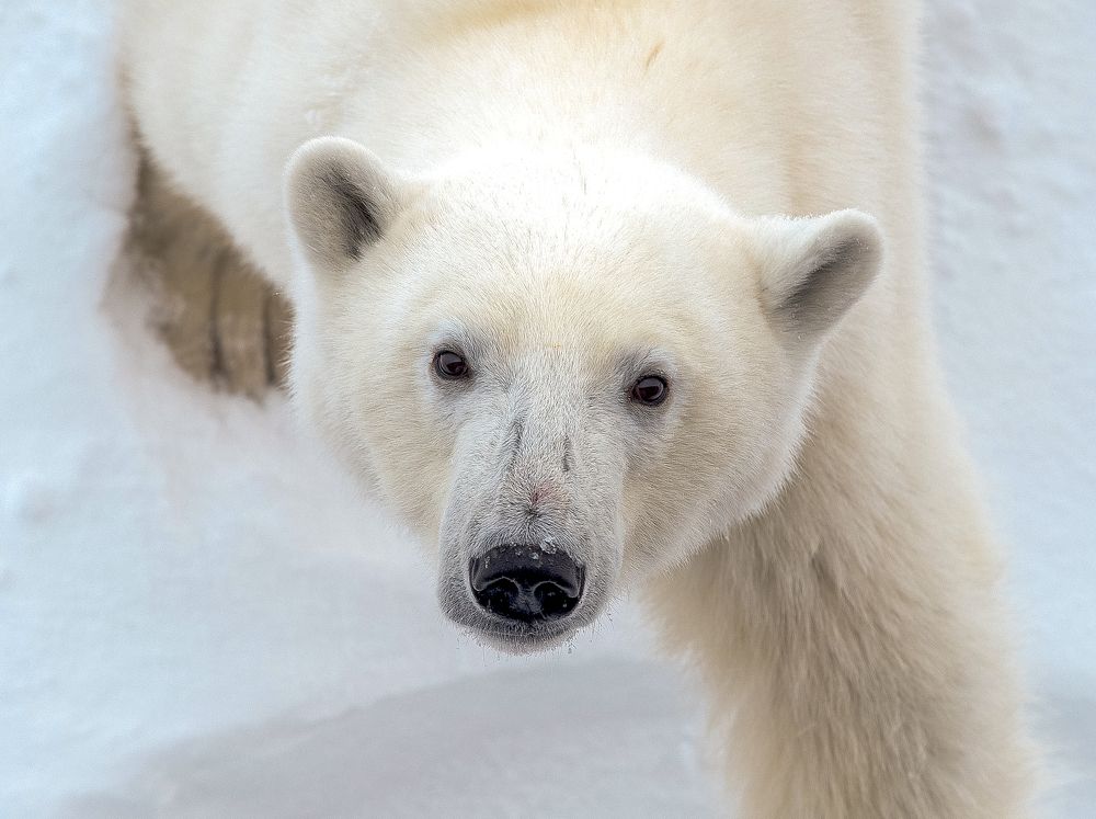Глаза в глаза...