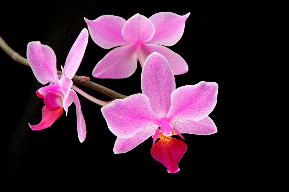 Орхидея в солнечном свете